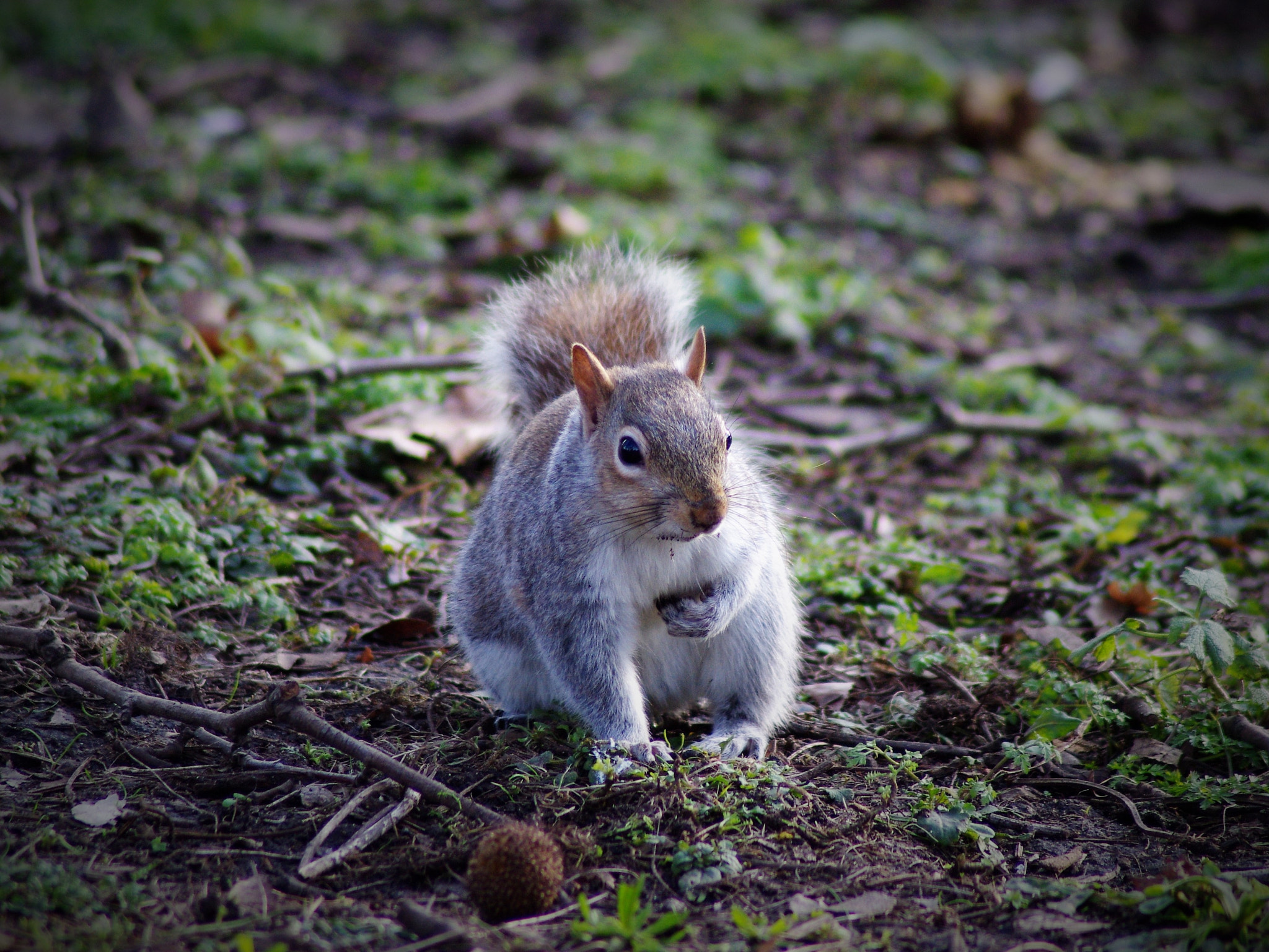 Pentax K-r sample photo. Squirrel photography