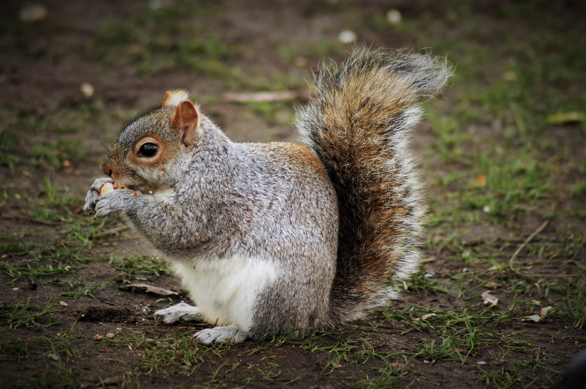 Pentax K-r sample photo. Squirrel photography