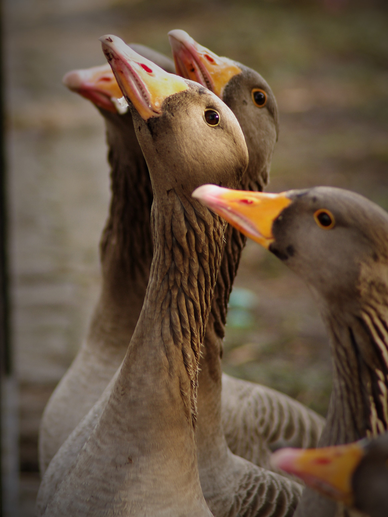 Pentax K-r sample photo. Ducks photography