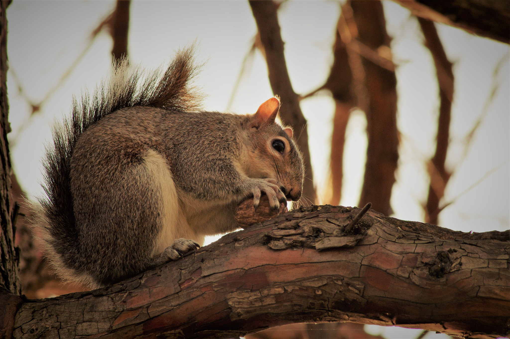 Pentax K-r sample photo. Squirrel photography