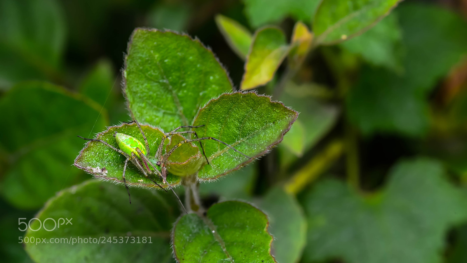 Nikon D5100 sample photo. At my green home photography
