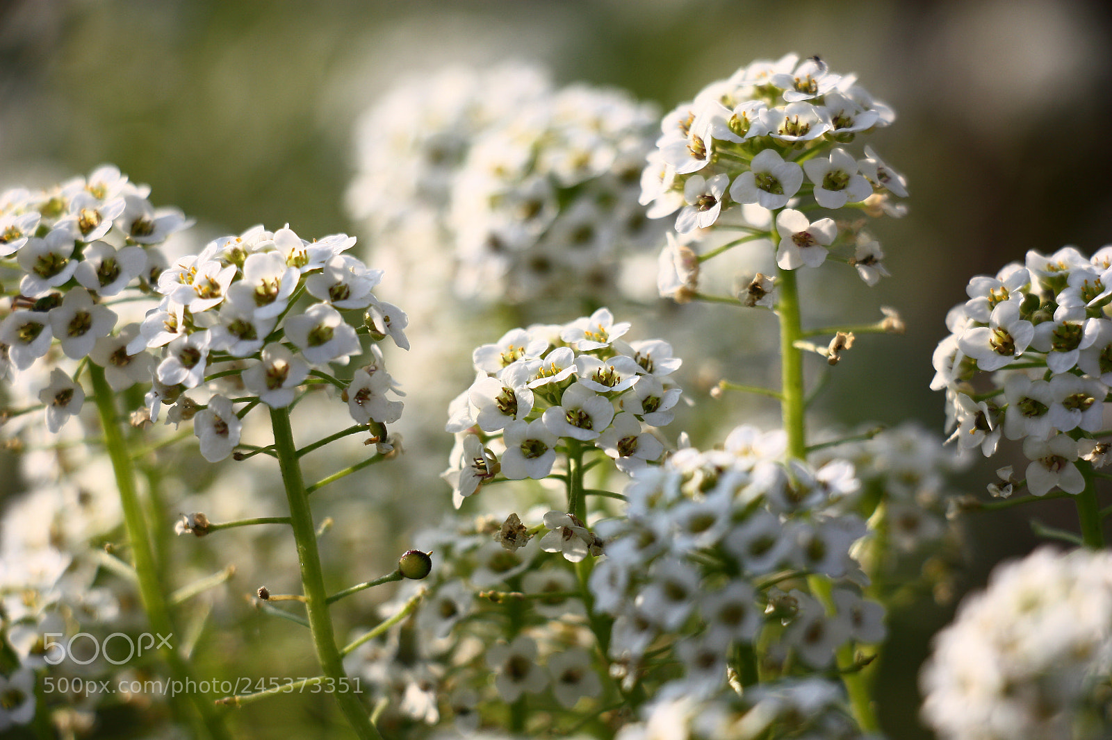 Canon EOS 450D (EOS Rebel XSi / EOS Kiss X2) sample photo. White lobularia blossoms. photography