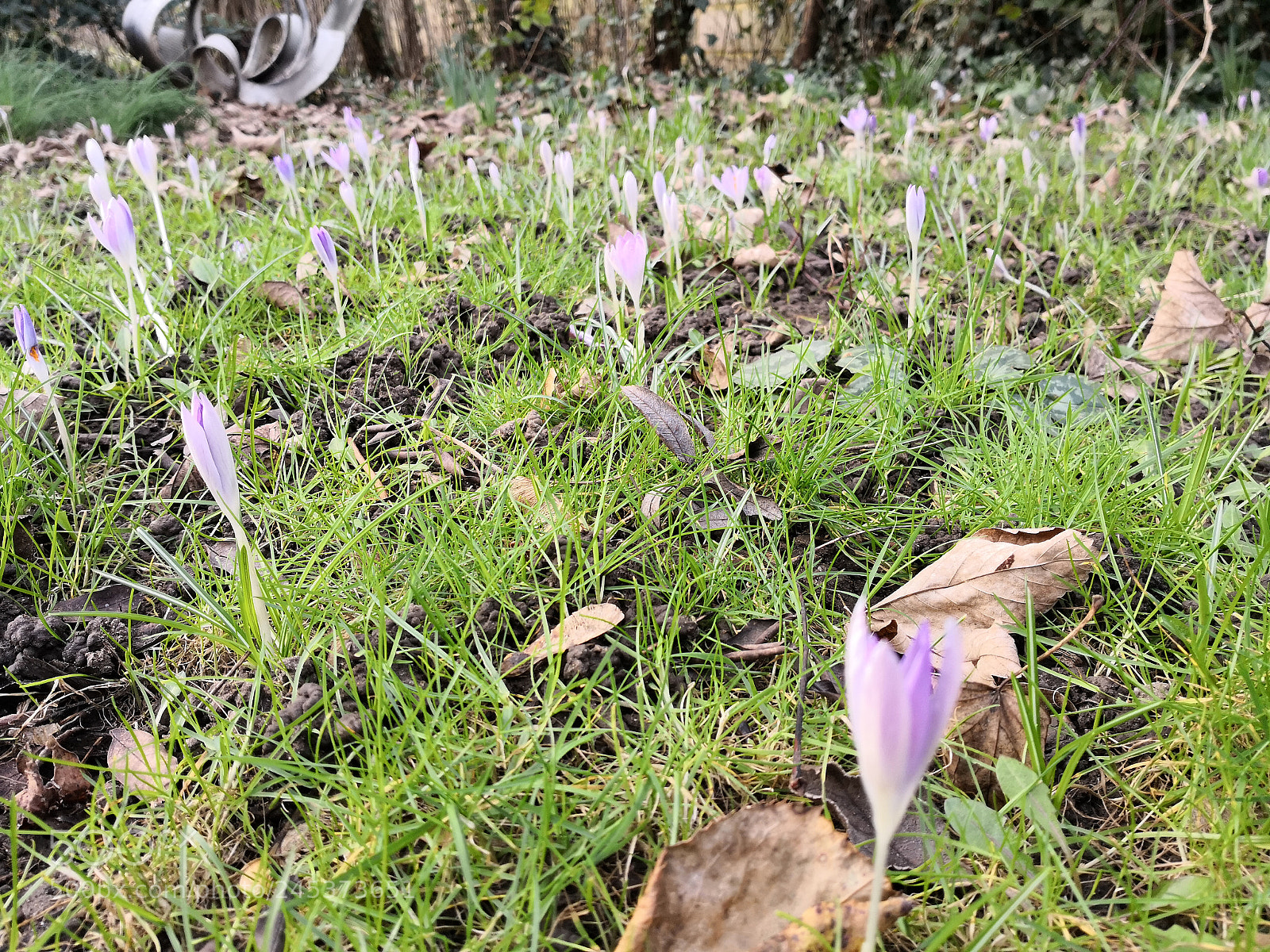 HUAWEI Mate 10 Pro sample photo. Winter/spring flower 1 photography