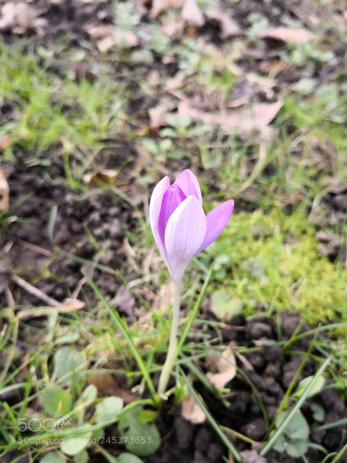 HUAWEI Mate 10 Pro sample photo. Winter/spring flower 2 photography