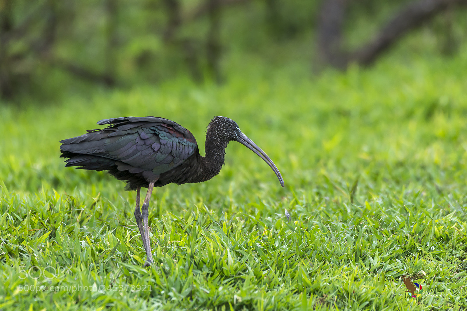 Nikon D7100 sample photo. Glossy ibis photography