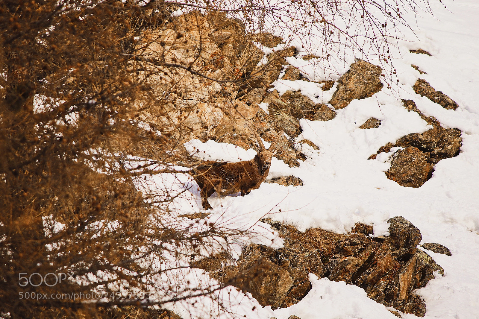 Canon EOS 7D Mark II sample photo. Steinbock photography