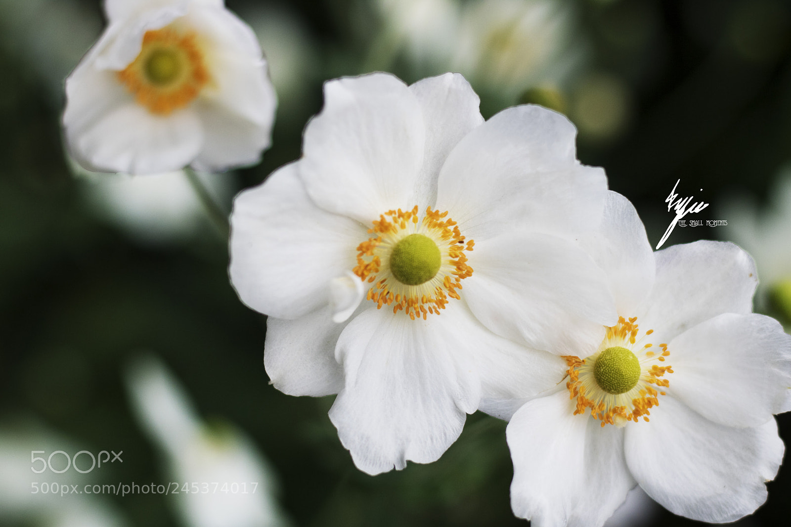 Canon EOS 750D (EOS Rebel T6i / EOS Kiss X8i) sample photo. White flower love photography