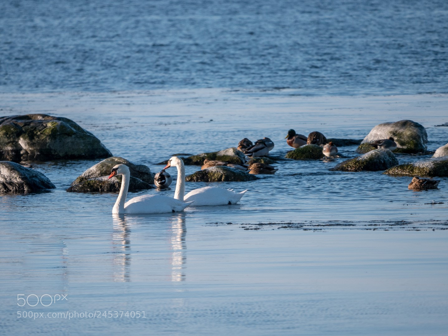 Panasonic Lumix DMC-GX85 (Lumix DMC-GX80 / Lumix DMC-GX7 Mark II) sample photo. Just common swans photography