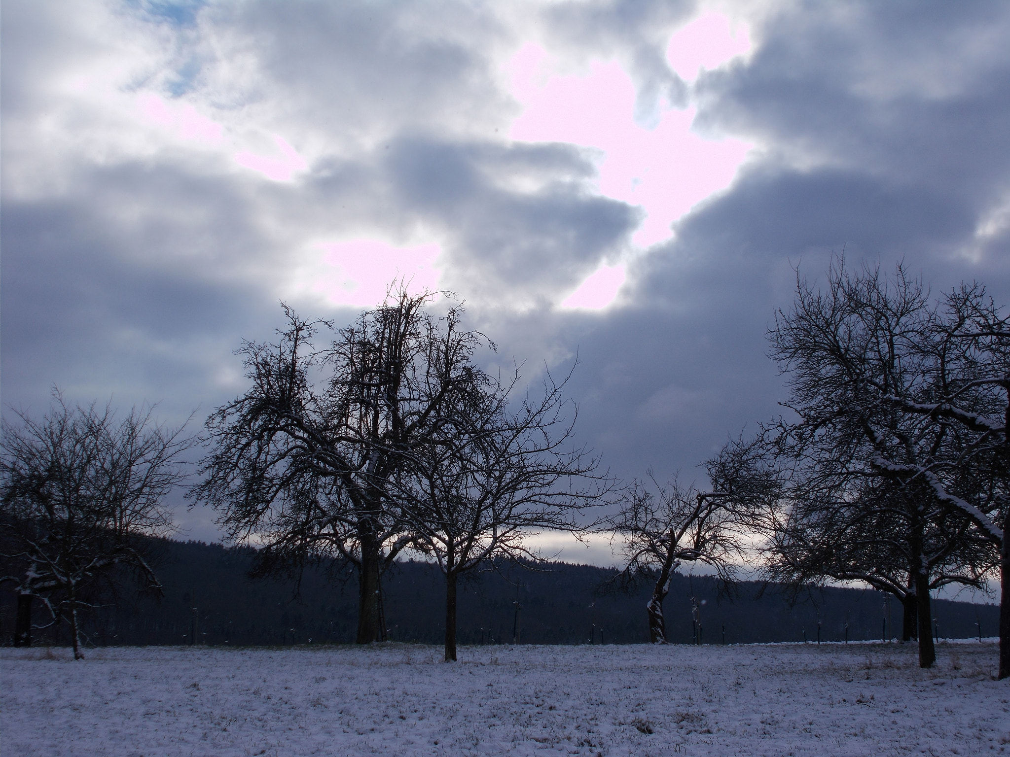 Nikon Coolpix A10 sample photo. Trees under cloudy sky photography
