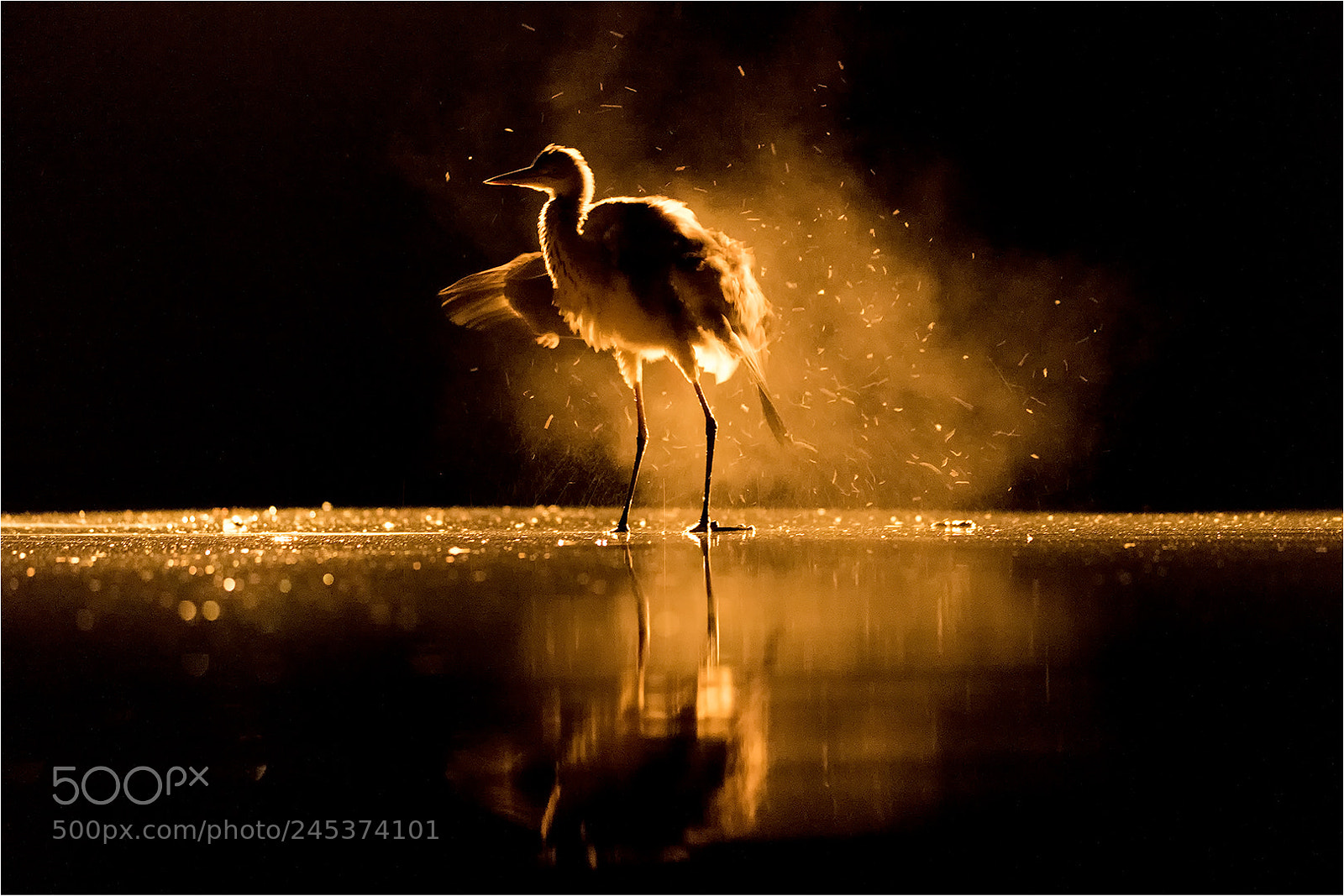 Nikon D850 sample photo. Steaming great egret! photography