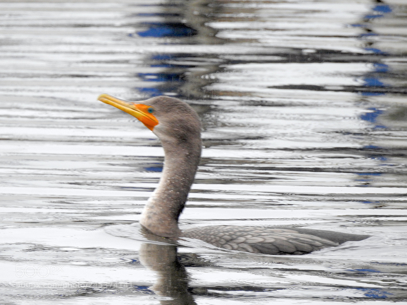 Nikon Coolpix P900 sample photo. Double-crested cormorant photography