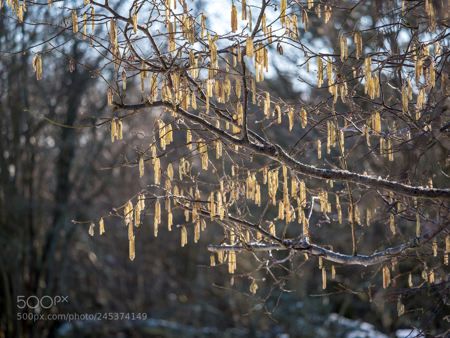 Panasonic Lumix DMC-GX85 (Lumix DMC-GX80 / Lumix DMC-GX7 Mark II) sample photo. Corylus avellana photography