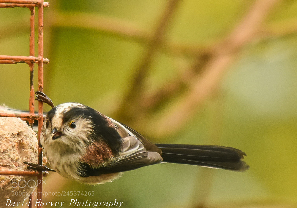 Nikon D7200 sample photo. Long tailed tit photography