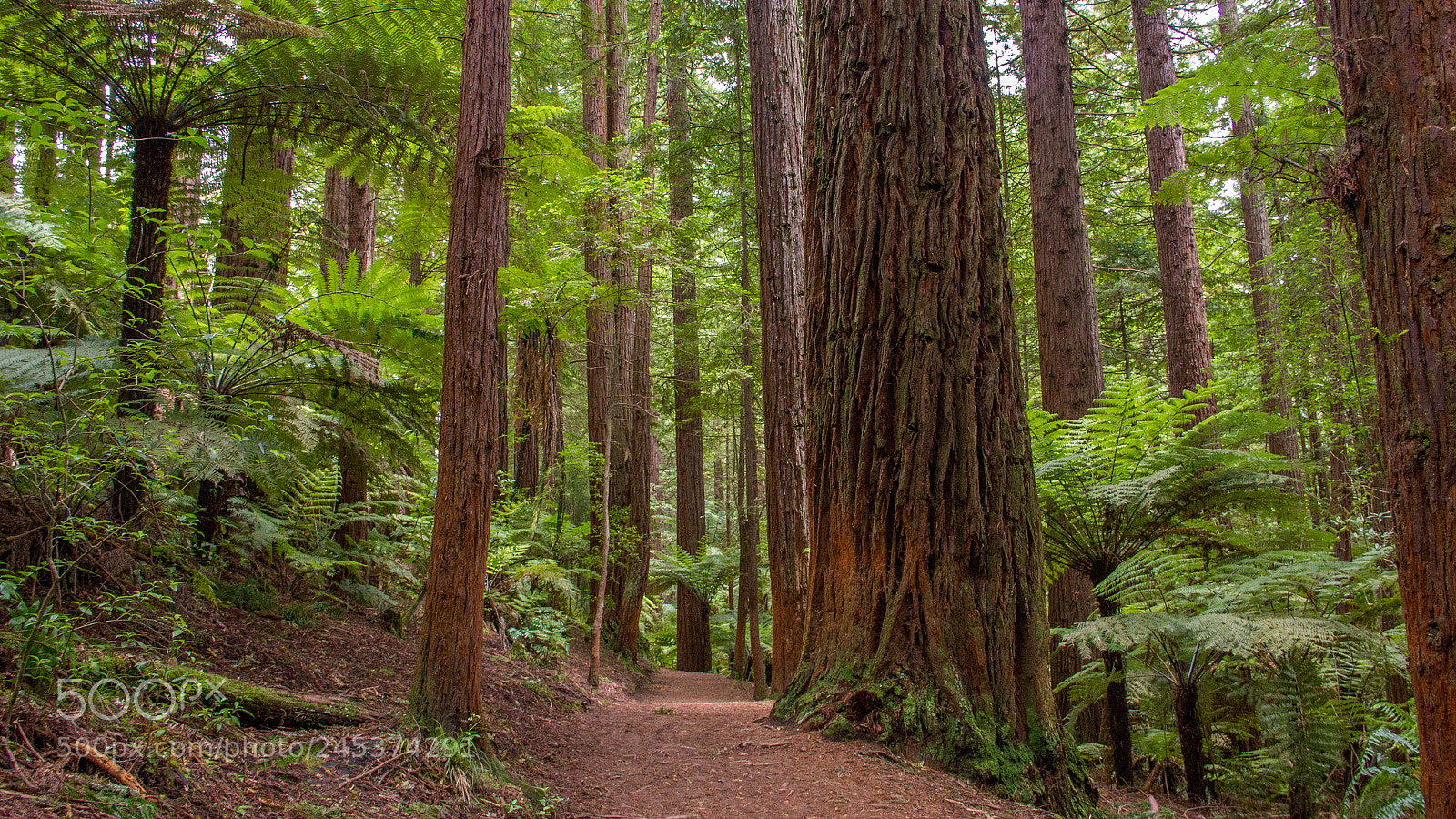 Canon EOS 550D (EOS Rebel T2i / EOS Kiss X4) sample photo. The redwoods – whakarewarewa forest photography