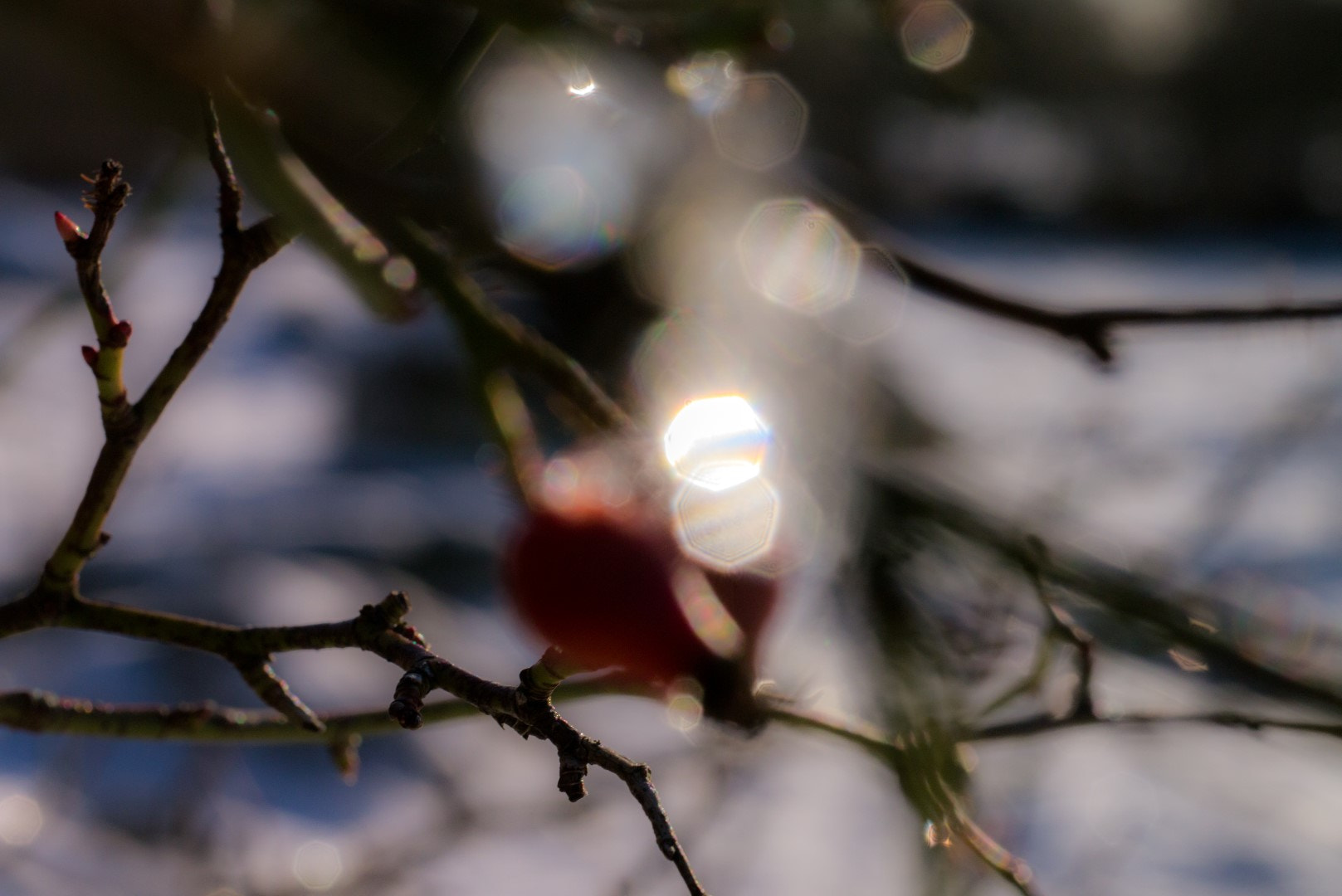 Panasonic Lumix DMC-GX1 sample photo. Winter photography