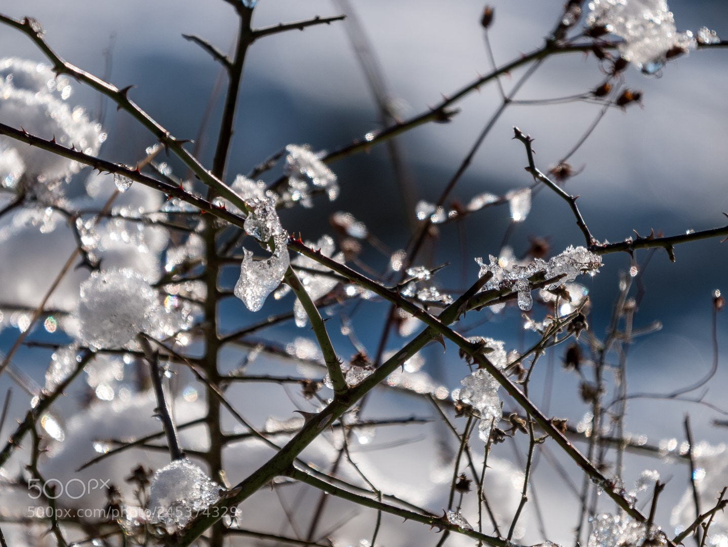 Panasonic Lumix DMC-GX85 (Lumix DMC-GX80 / Lumix DMC-GX7 Mark II) sample photo. Winter photography