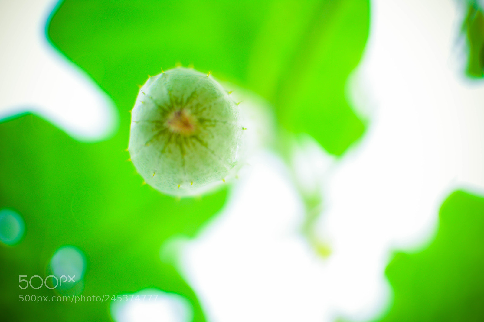 Nikon D7100 sample photo. Cucumber photography