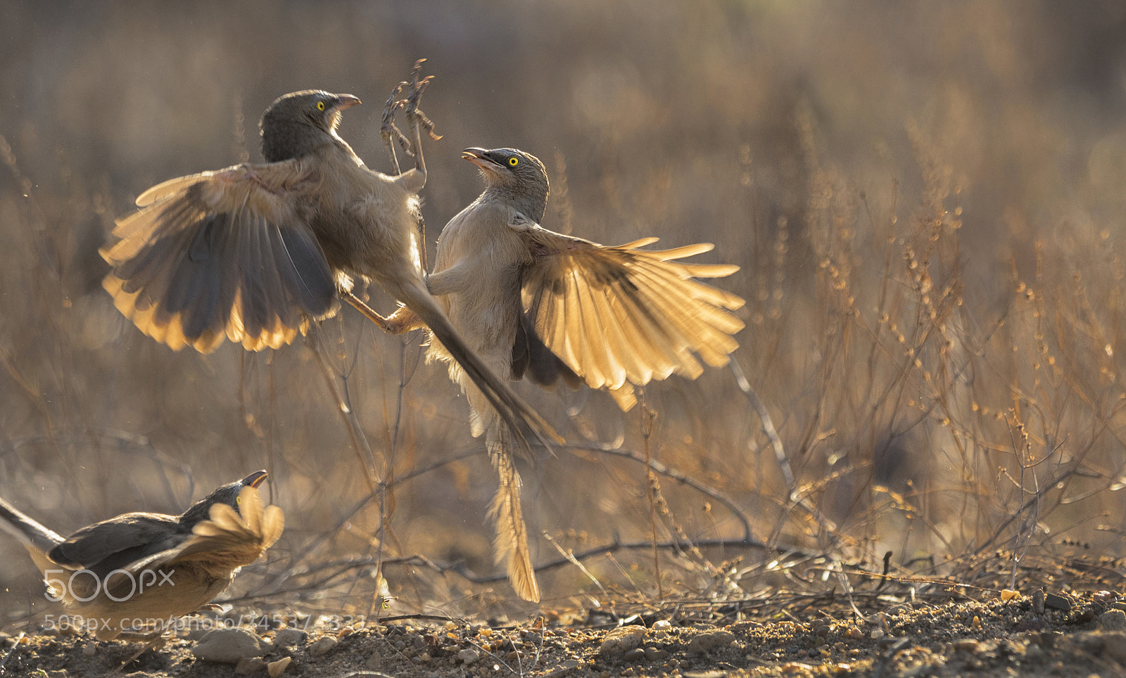 Nikon D500 sample photo. Large grey babbler photography