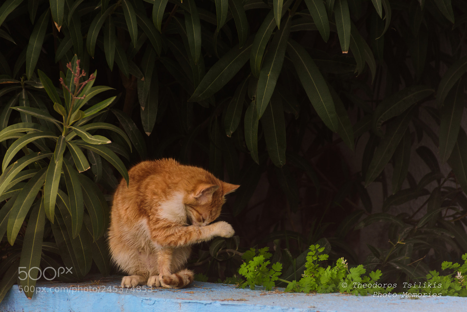 Nikon D7200 sample photo. Personal care photography