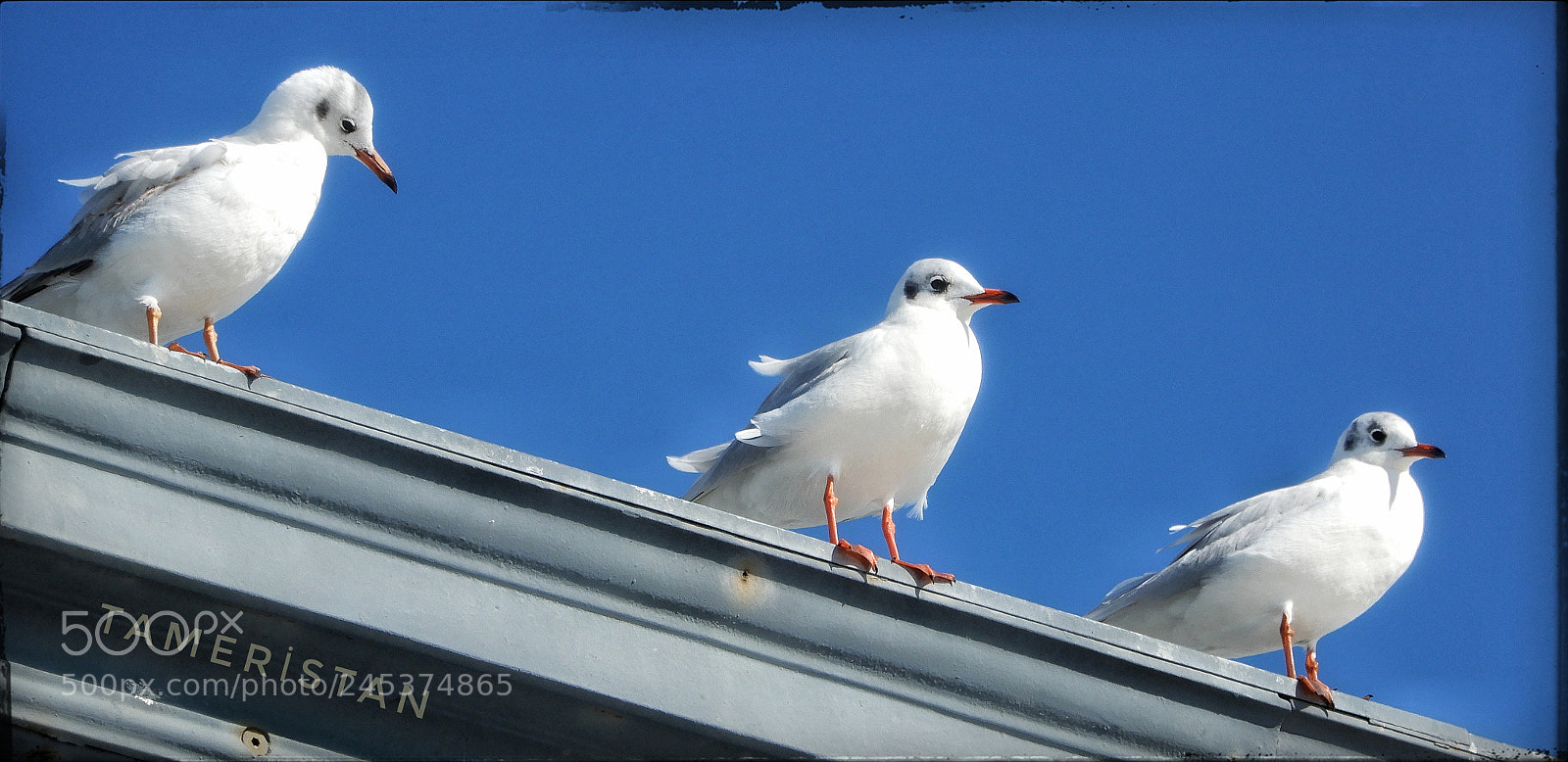 Nikon Coolpix A900 sample photo. Seagull family at izmir. photography
