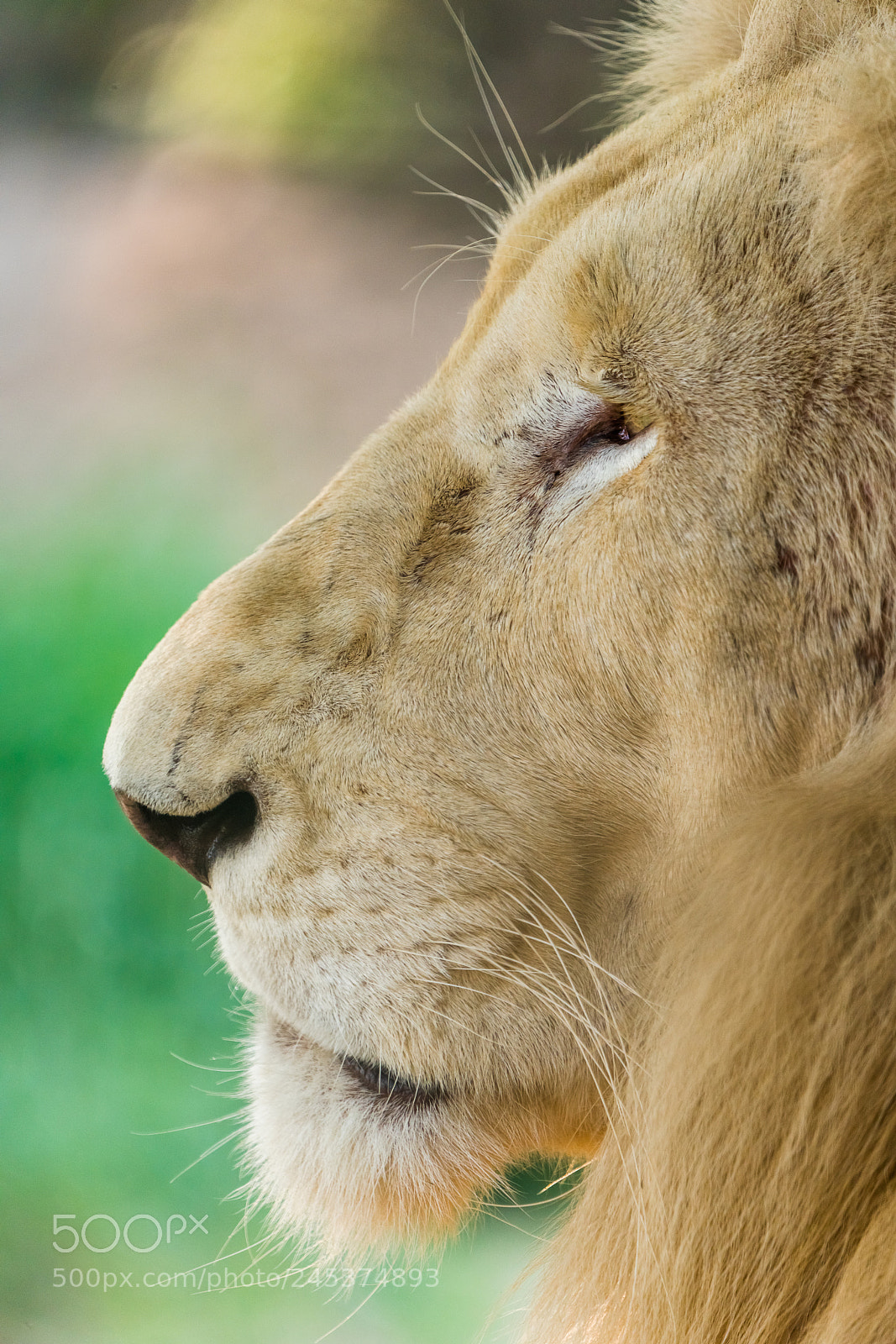 Sony a7R III sample photo. White lion photography