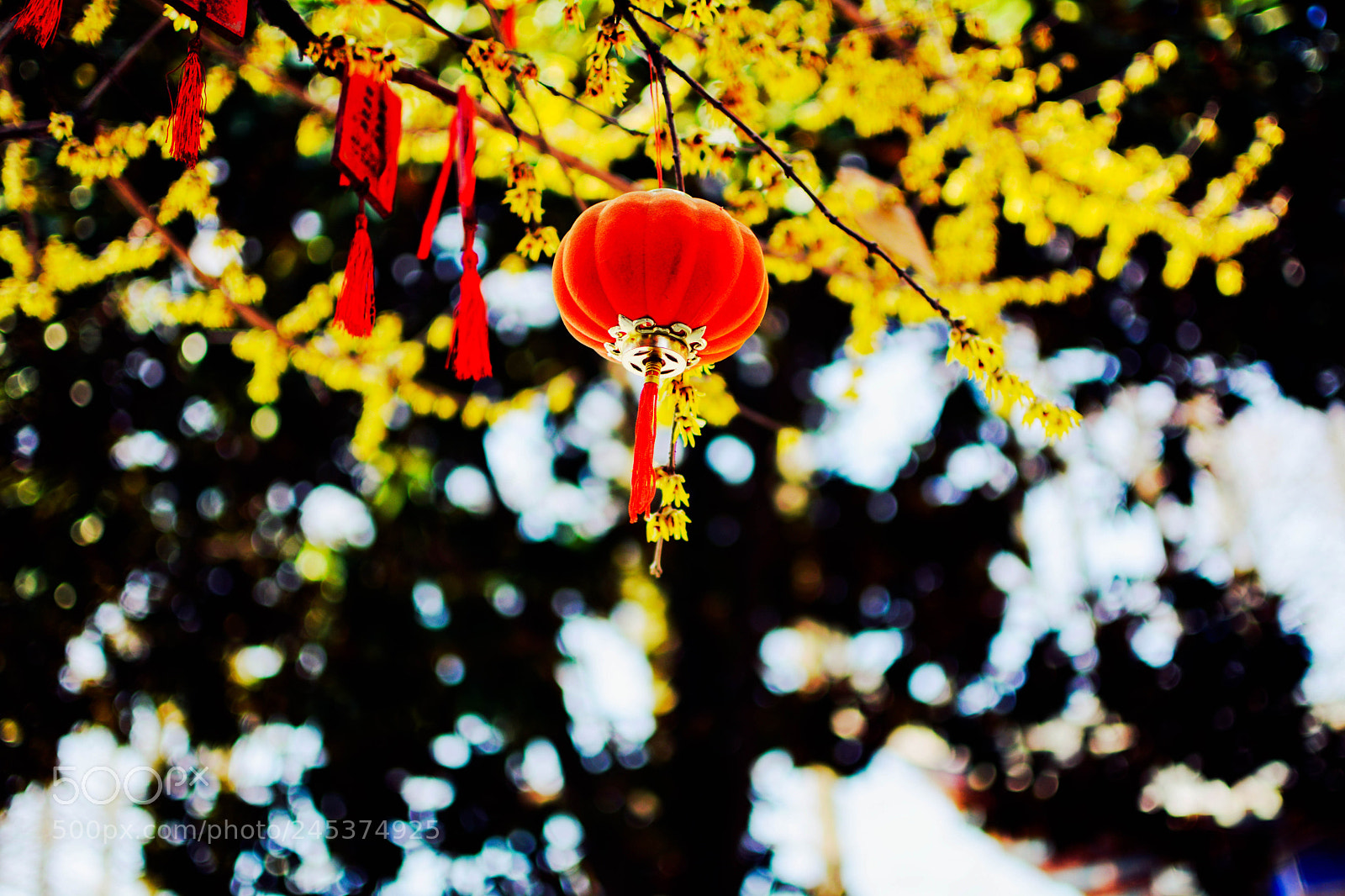 Nikon D7100 sample photo. Calyx canthus photography