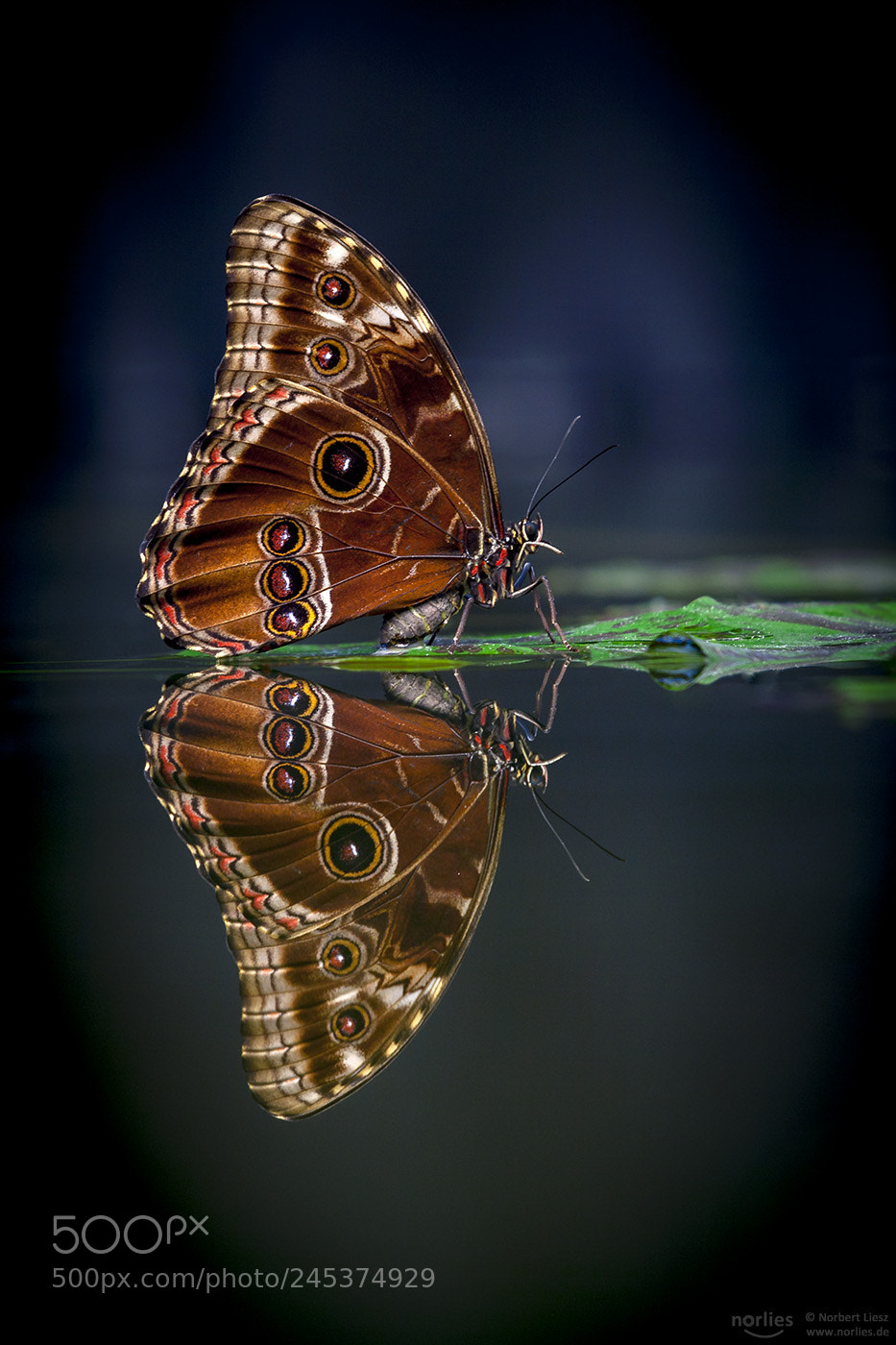 Canon EOS 5D sample photo. Reflection butterfly photography