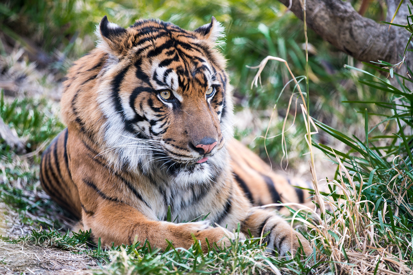 Sony a7R II sample photo. Siberian tiger photography