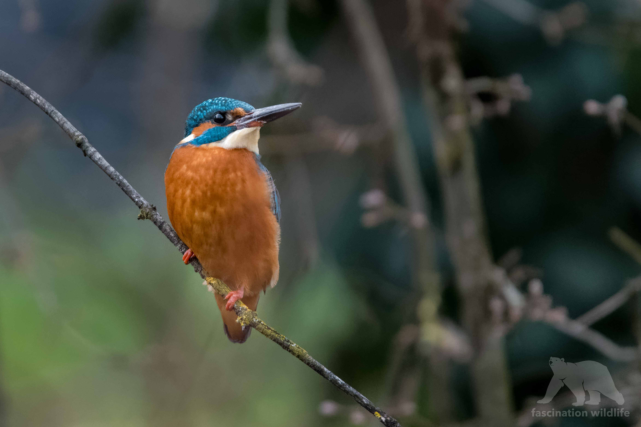 Sigma 150-600mm F5-6.3 DG OS HSM | S sample photo. Kingfisher photography