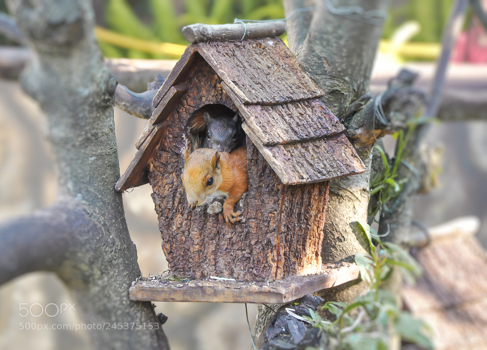Nikon D90 sample photo. The little house of photography