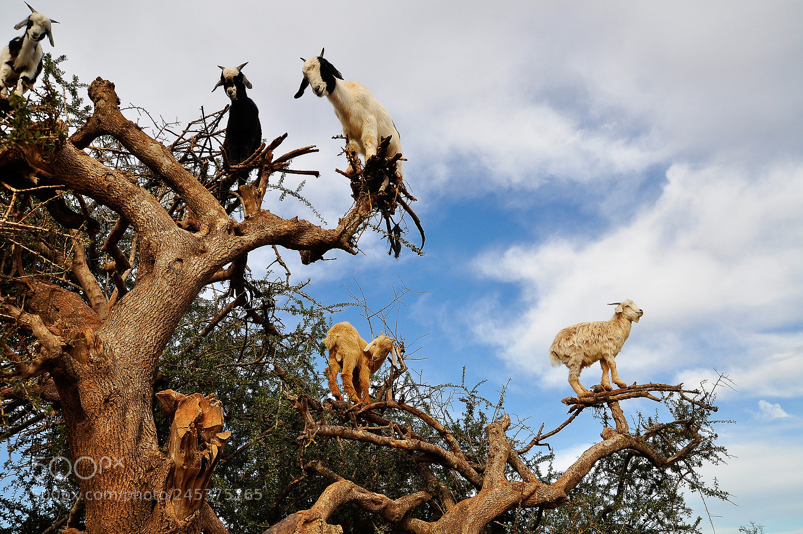 Nikon D90 sample photo. Lucy in the sky photography