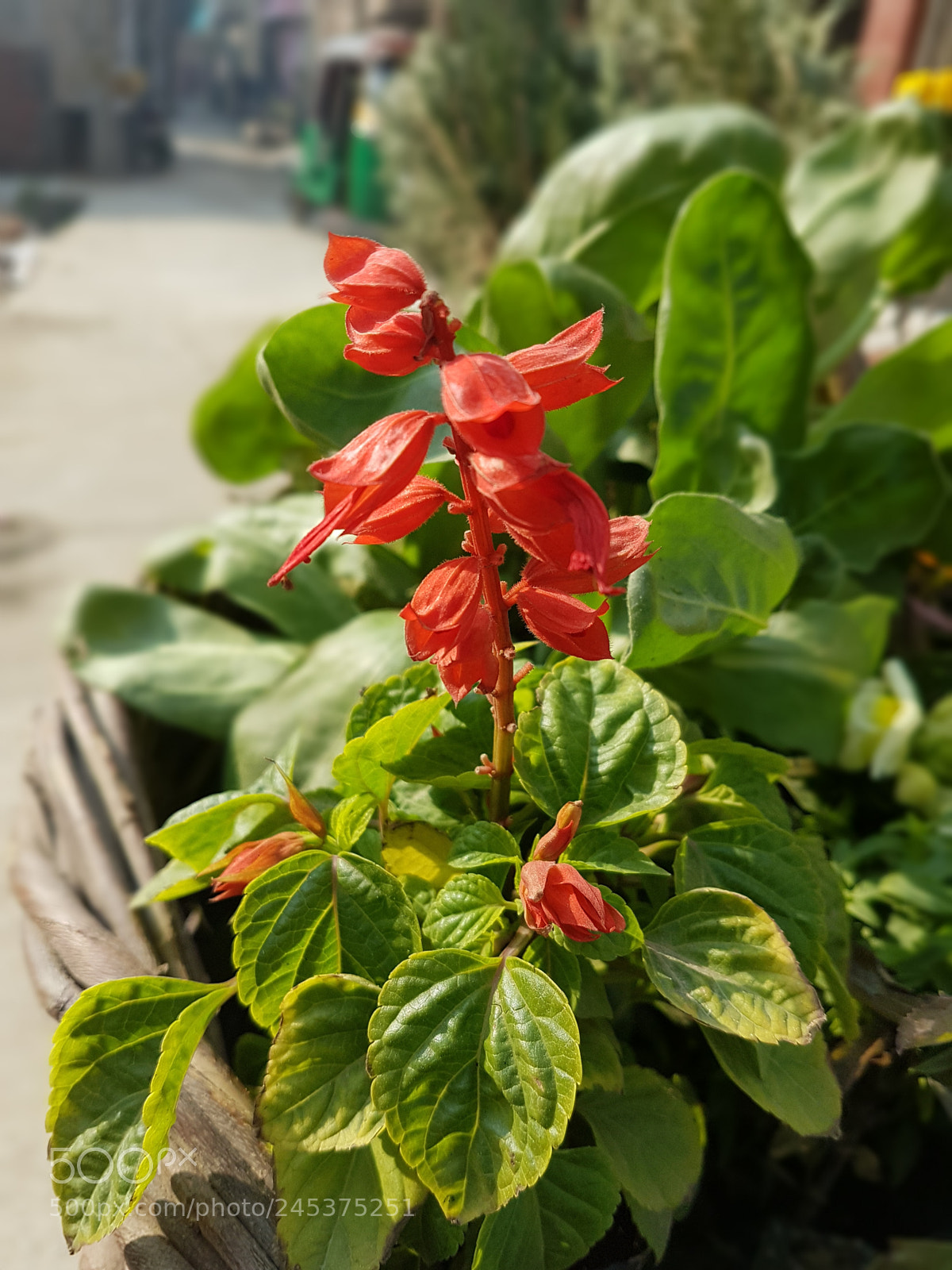 Samsung Galaxy S7 sample photo. Flower photography