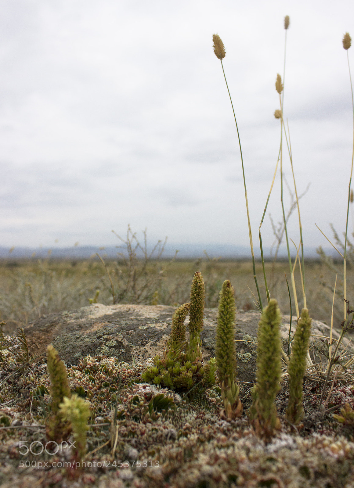 Canon EOS 550D (EOS Rebel T2i / EOS Kiss X4) sample photo. Steppe copse photography