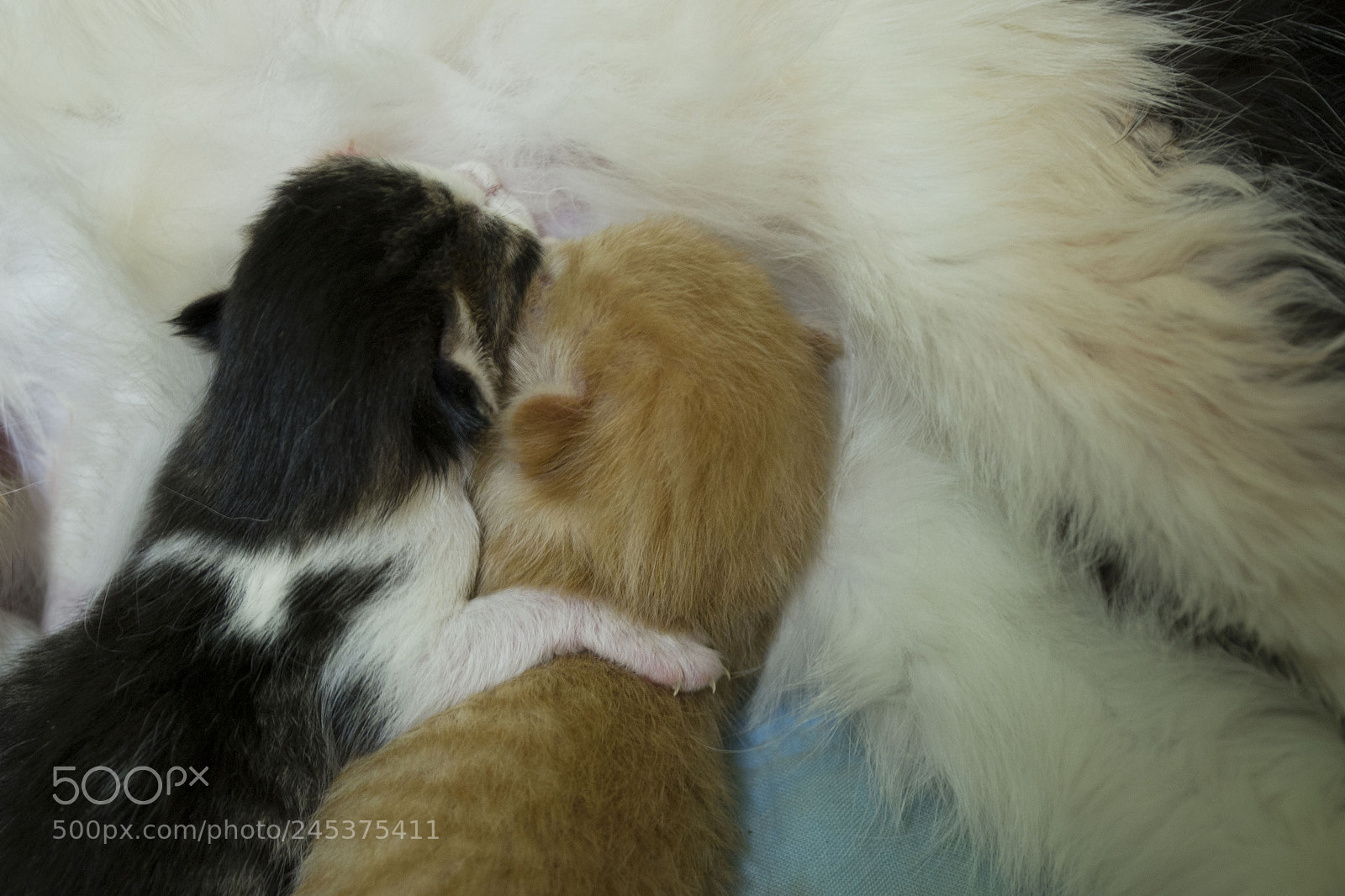 Nikon D3100 sample photo. Best friends photography