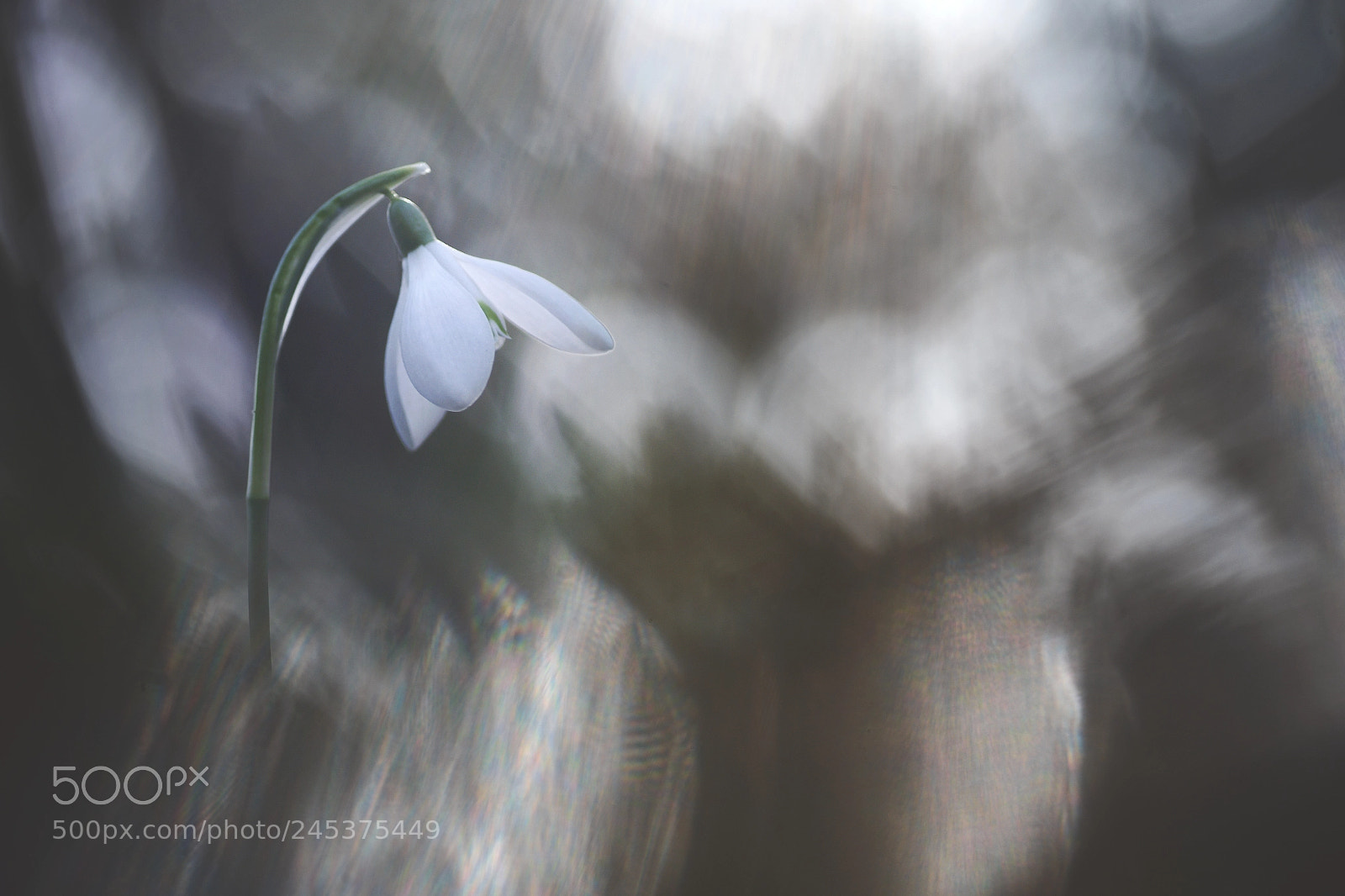 Pentax K-5 sample photo. Shining photography