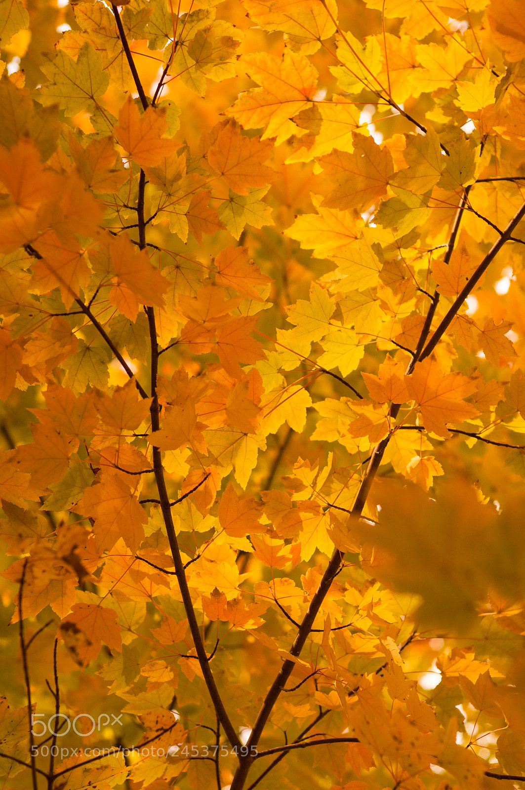 Nikon D90 sample photo. Maple leaves branch in photography