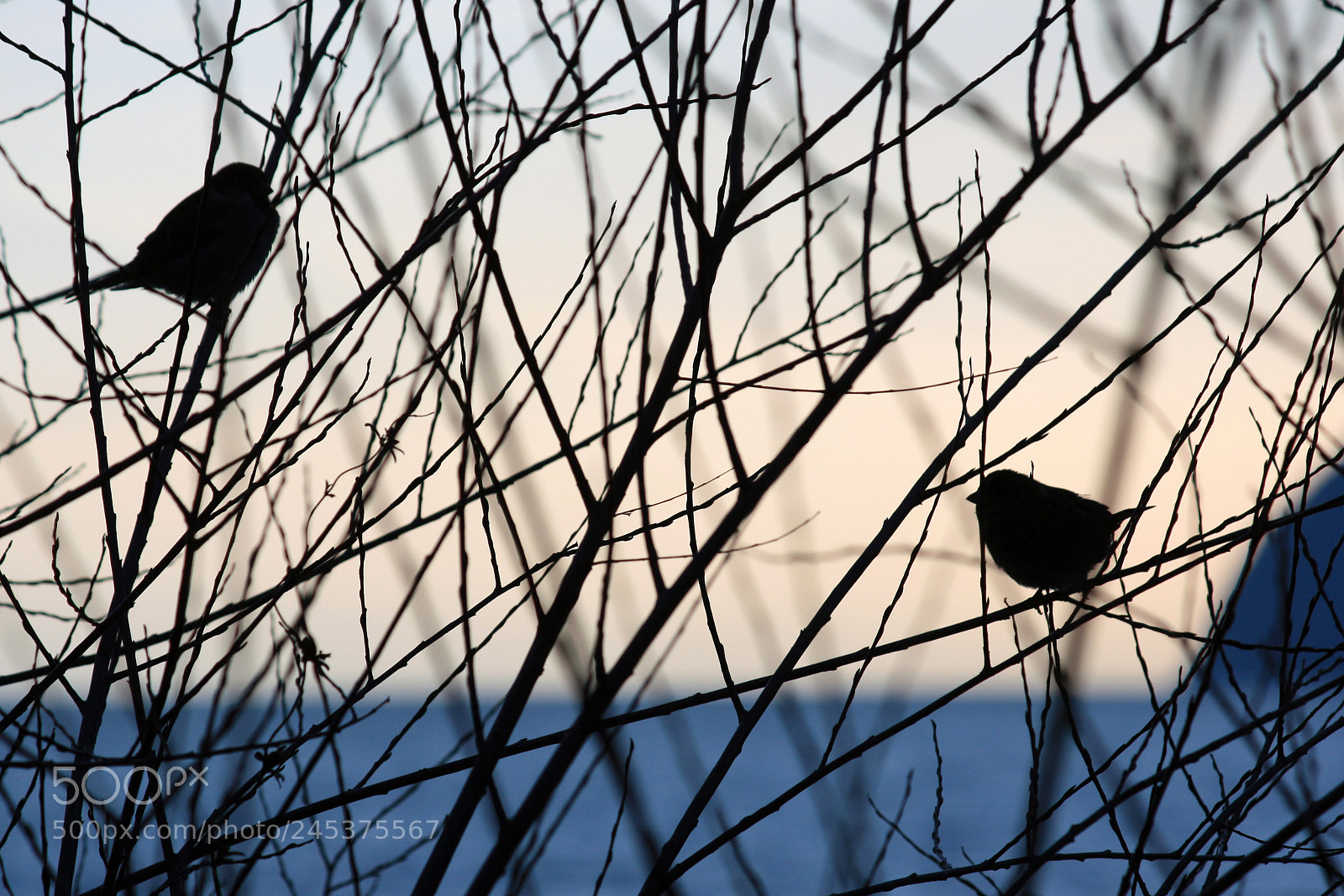 Canon EOS 450D (EOS Rebel XSi / EOS Kiss X2) sample photo. Shadows on the lake photography
