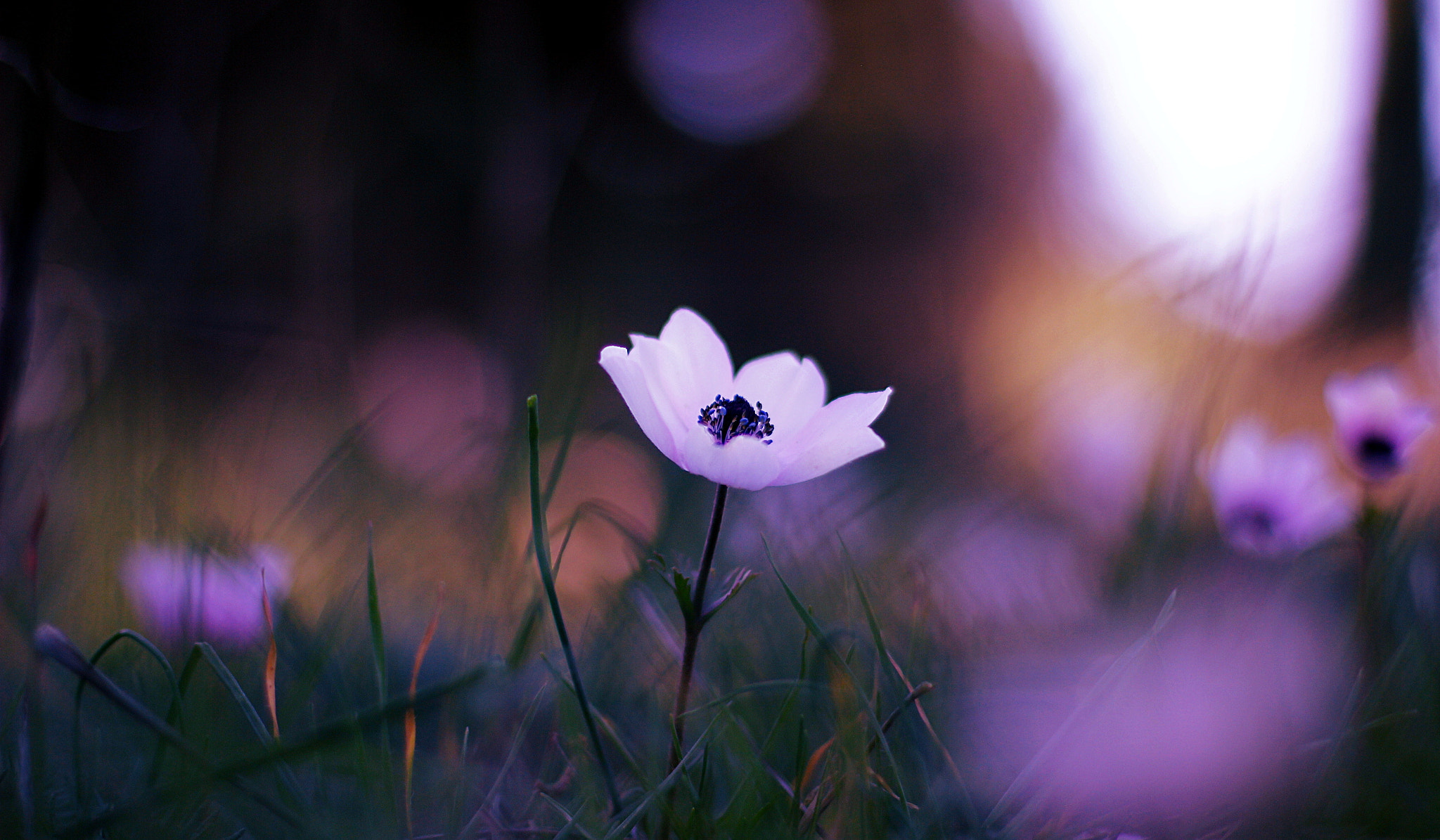 Canon EOS 60D + Canon EF 50mm F1.4 USM sample photo. Purple dream... photography