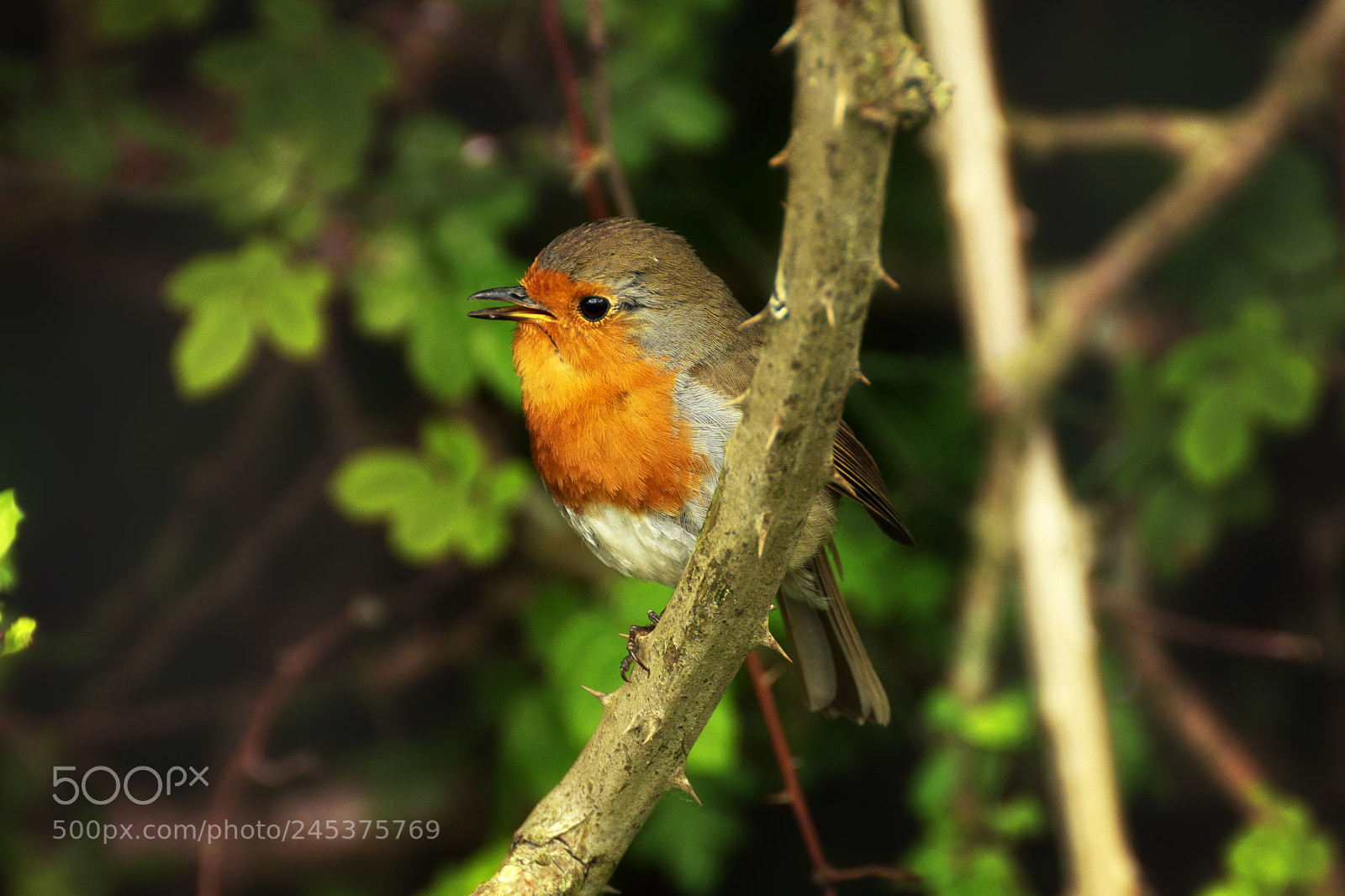 Nikon D3200 sample photo. Singing along photography