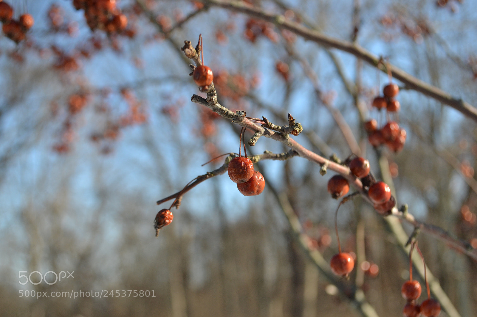 Nikon D3100 sample photo. Fozen photography