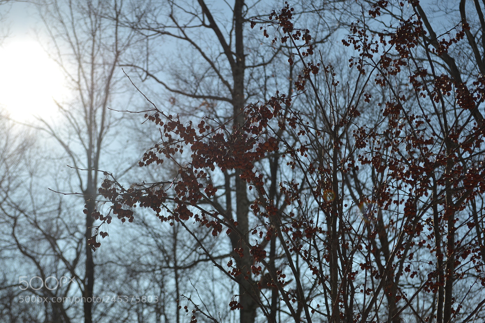 Nikon D3100 sample photo. Winter red photography