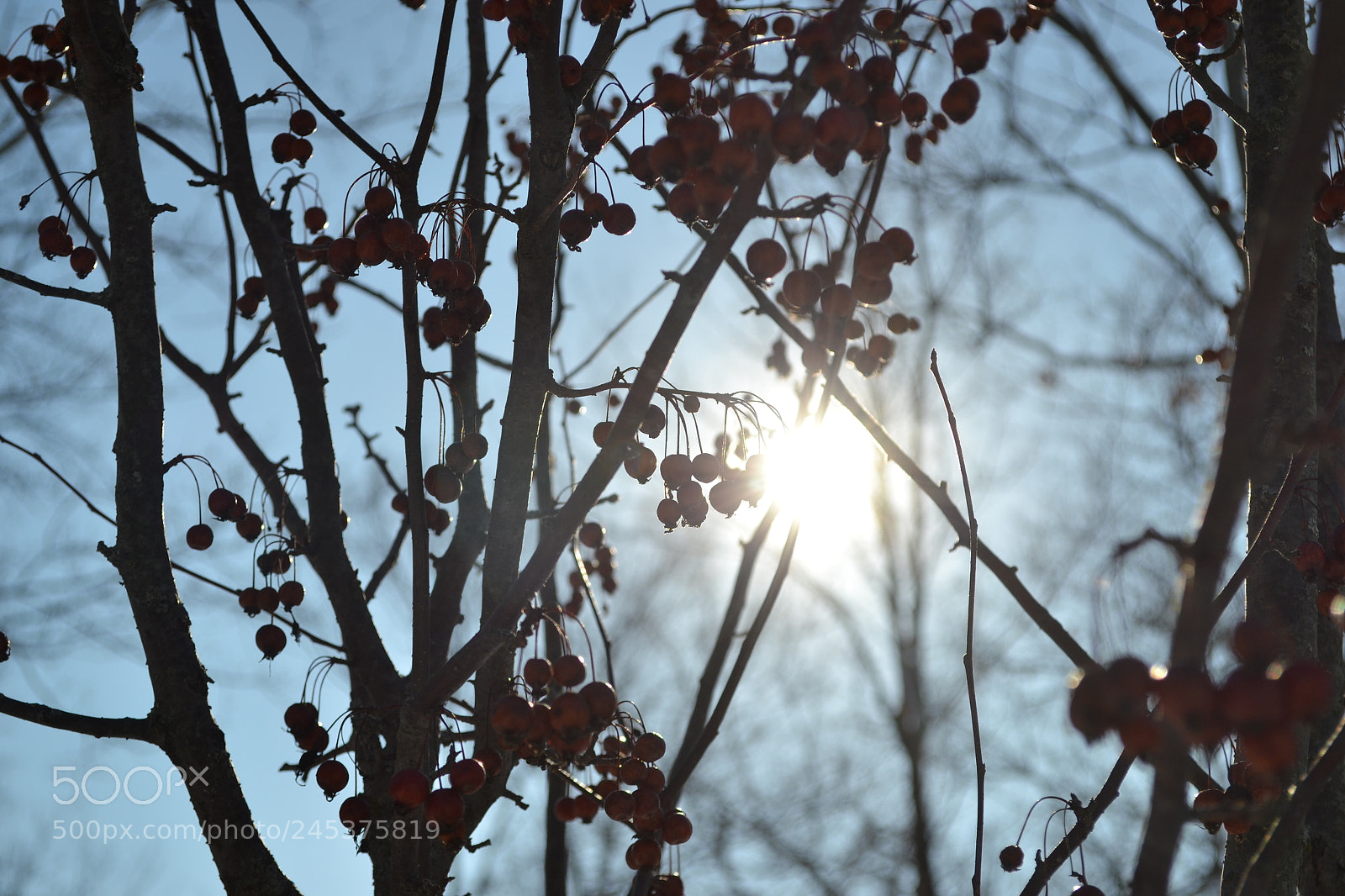 Nikon D3100 sample photo. Winter berries photography