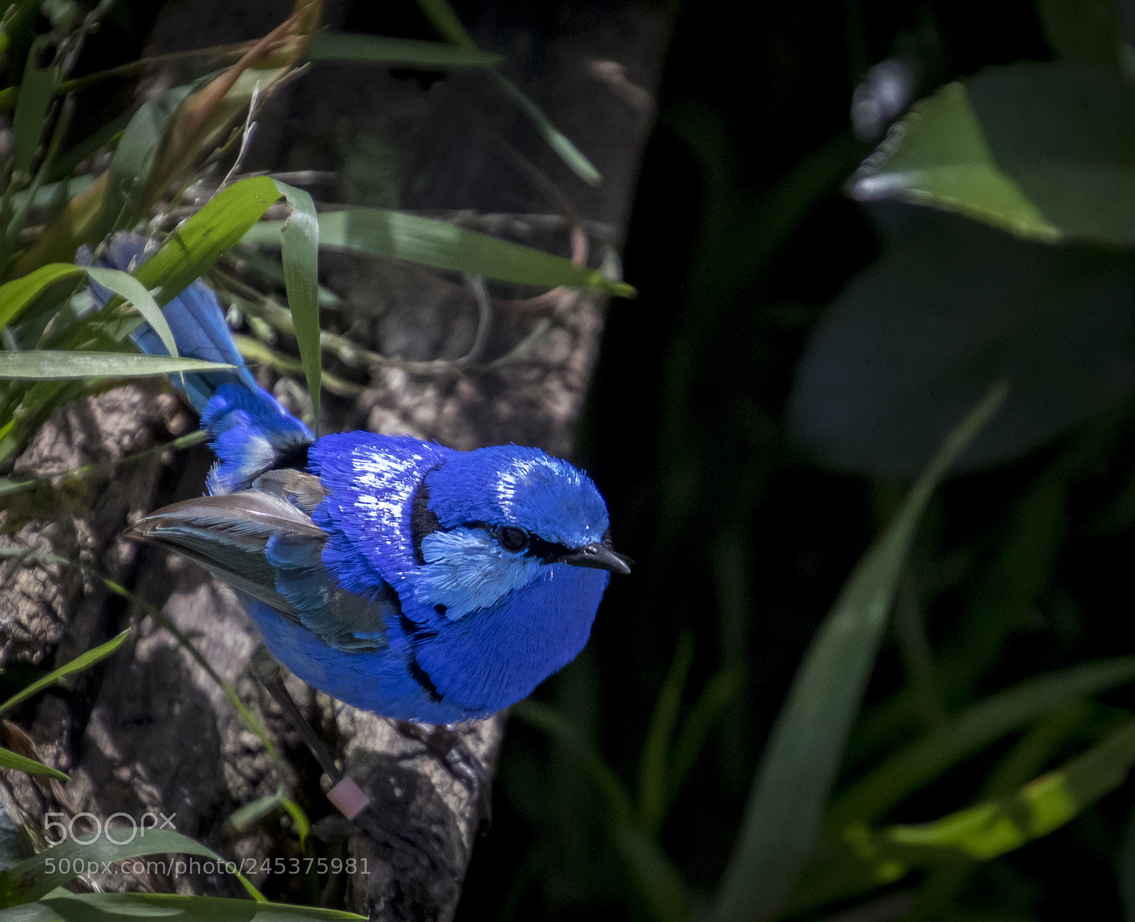 Canon EOS 7D Mark II sample photo. Little blue bird photography