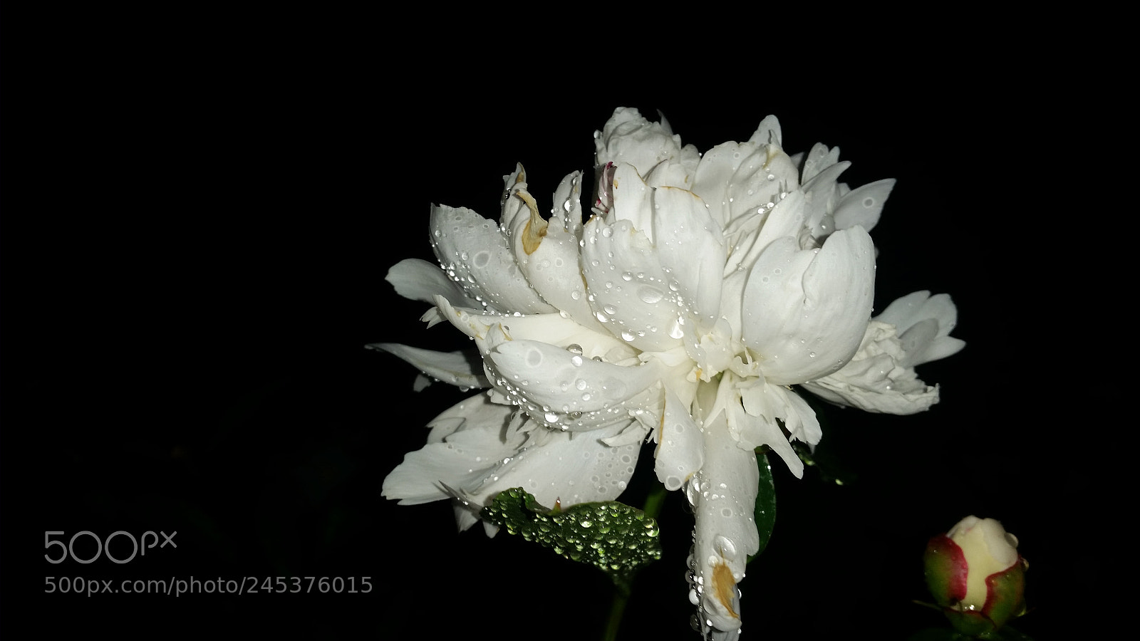 Samsung Galaxy S5 sample photo. Untitled photography