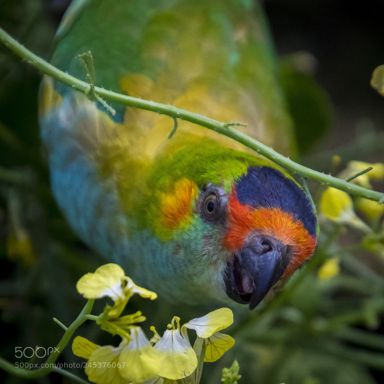 Canon EOS 7D Mark II sample photo. Parrot photography