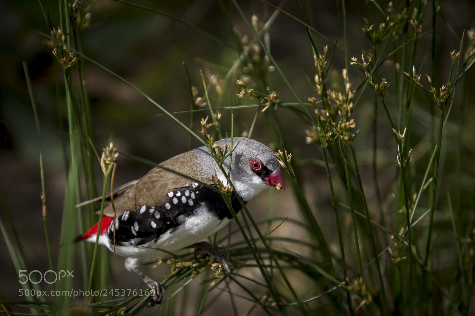 Canon EOS 7D Mark II sample photo. Spotted bird photography