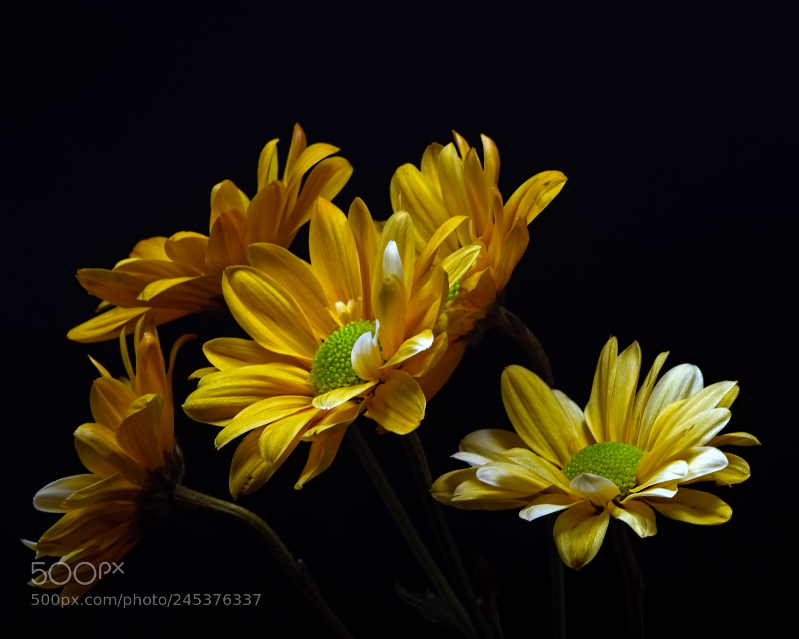 Nikon D810 sample photo. Orange mums 0128 photography