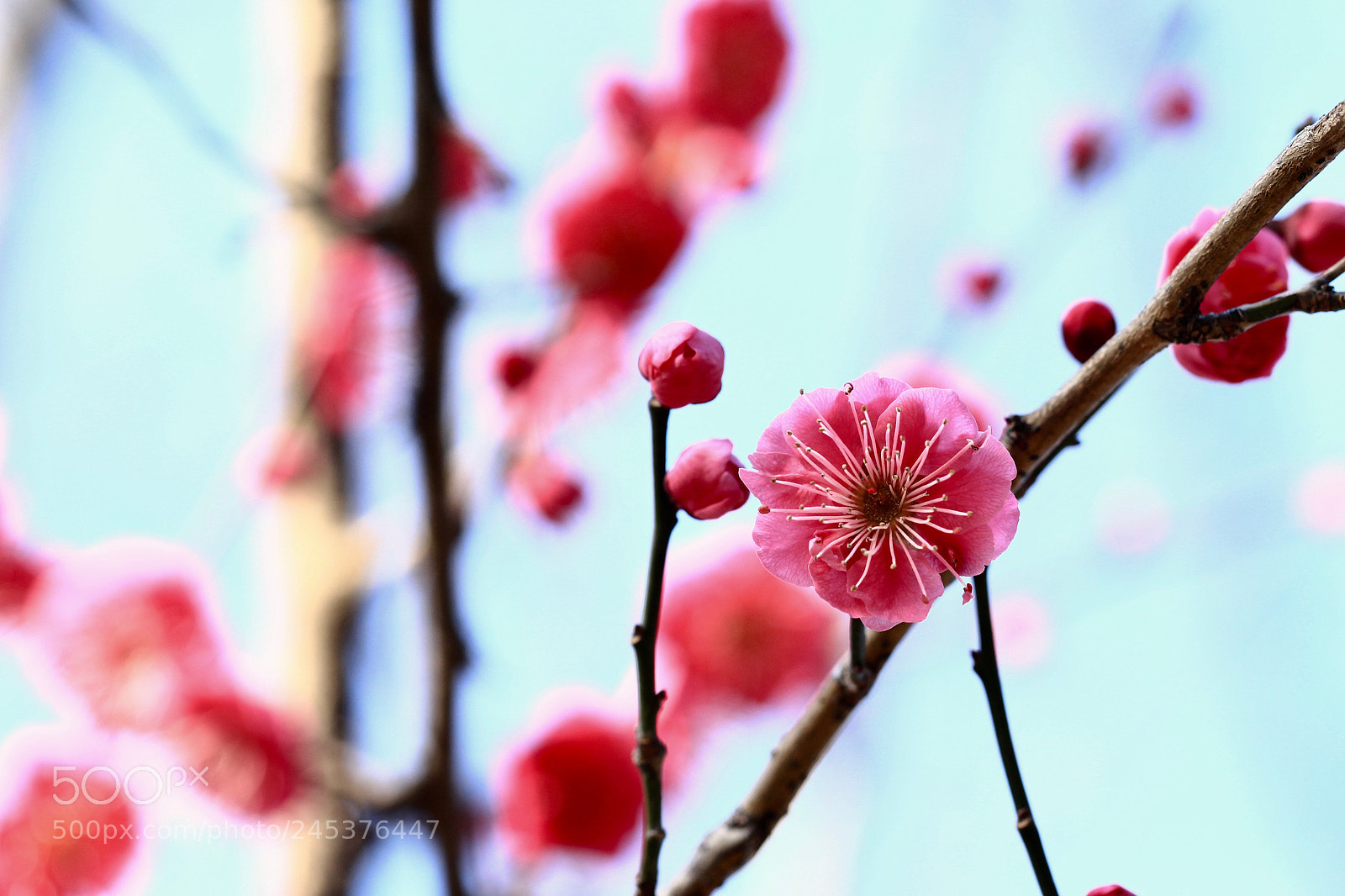 Canon EOS 700D (EOS Rebel T5i / EOS Kiss X7i) sample photo. A faint aroma... photography