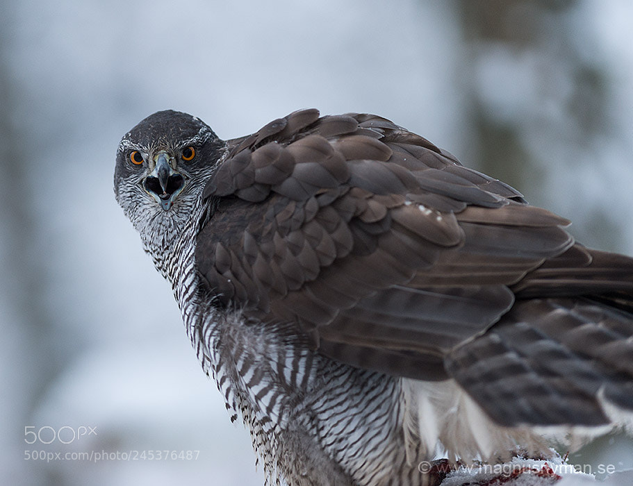 Nikon D4S sample photo. Goshawk photography