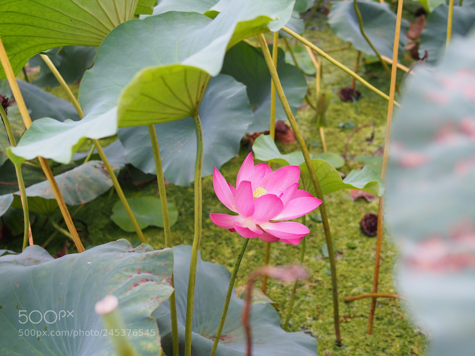 Olympus PEN E-PL5 sample photo. Pink lotus in pond photography
